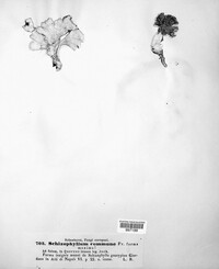 Schizophyllum commune image